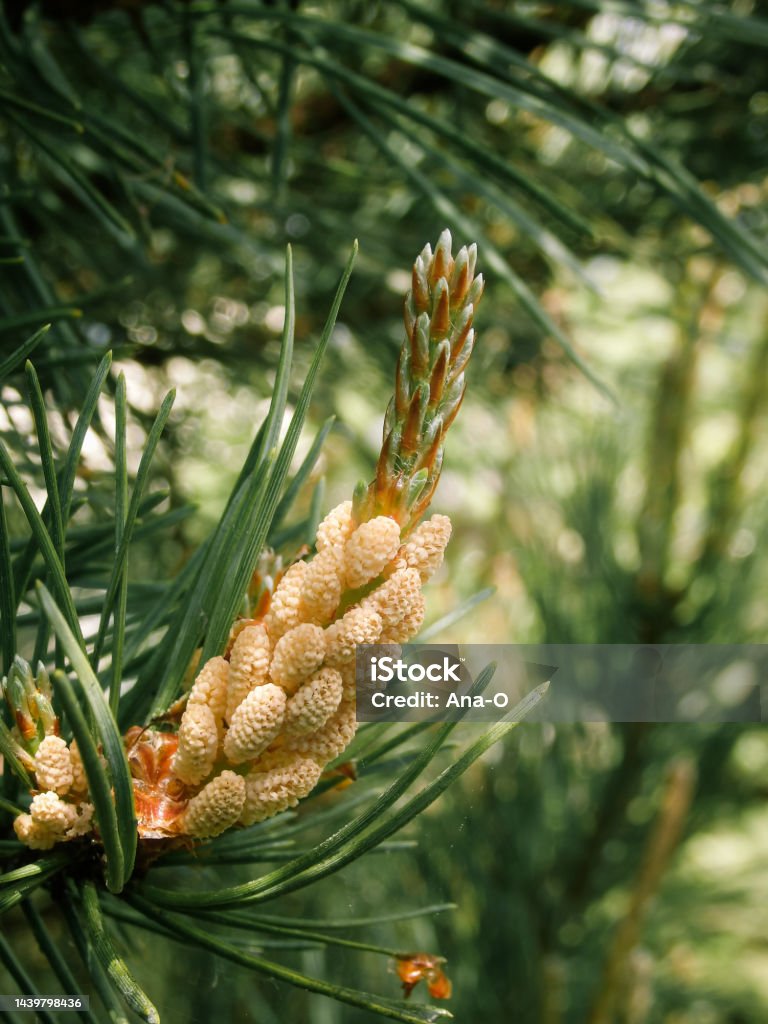 新しい松の花の黄色い花粉雄の松ぼっくりを持つ常緑の松の木を咲かせます雄花でいっぱいの黒い松の若い芽 - カサマツのストックフォトや画像を多数ご用意 -iStock