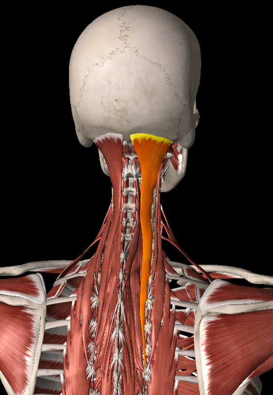 頭痛の原因がまぶたに？ 垂れてきたら要注意 - 日本経済新聞