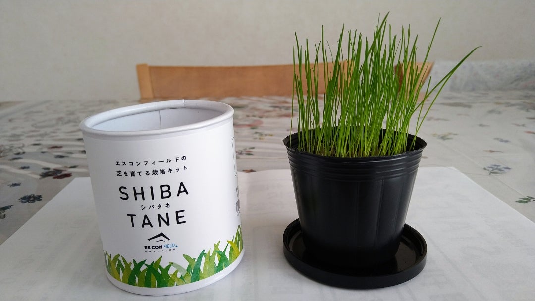 エスコンフィールド北海道・天然芝VS人工芝？植物って、生きて成長し変化するから、癒される