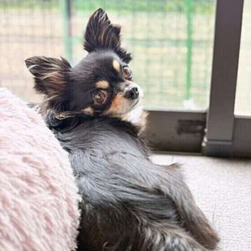 犬の逆さまつげ～症状、原因、治療法～わんちゃんホンポ