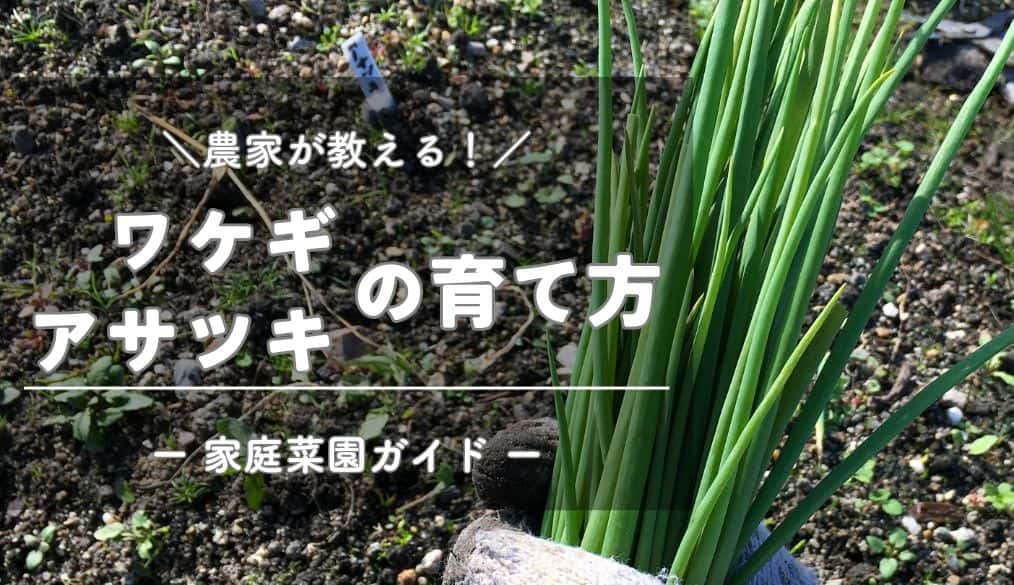 初心者 わけぎの栽培・育て方 注意点や管理方法など簡単 家庭菜園の始め方と初心者におすすめグッズ