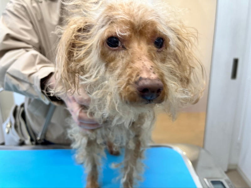 糖尿病の初期症状5つ茂原市・千葉市・東金市からも通える内科・糖尿病内科千葉県長生郡長生村のあまが台ファミリークリニック 内科 小児科 皮膚科糖尿病内科 健康診断 予防接種