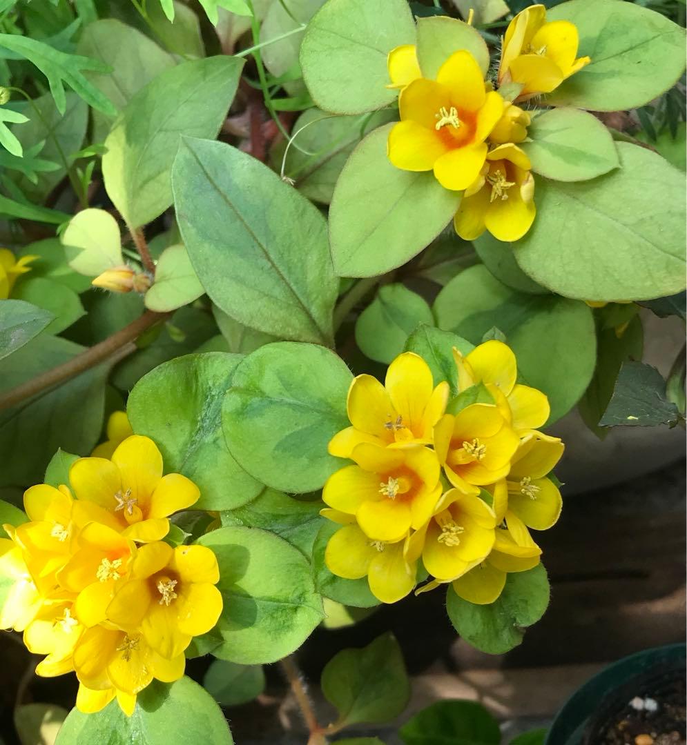 リシマキア リッシー石原園芸 Ishihara Nursery