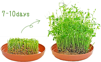 豆苗の育て方水やりや肥料、栽培のコツは？夏と冬で違う？HORTI by GreenSnap