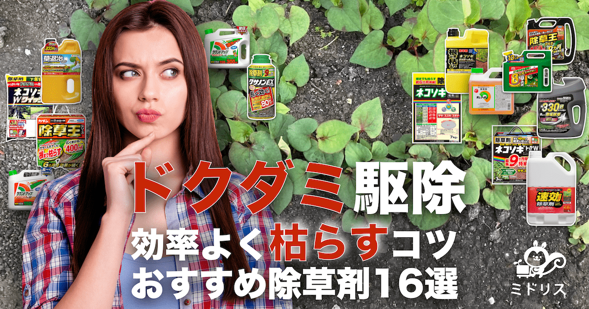 ドクダミ – 三重県薬剤師会