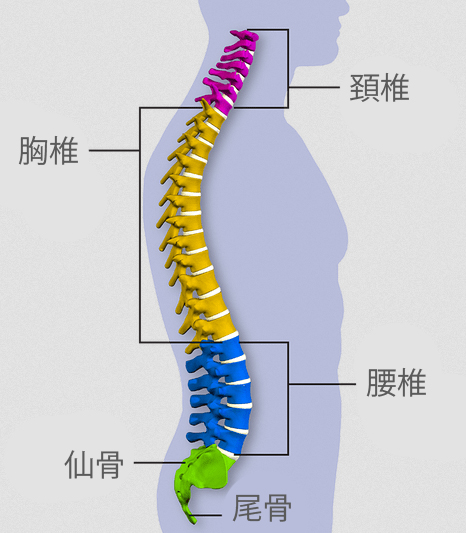 第2弾！！腰痛持ちが後屈できたらどんな感じ？✨柔軟トレーナーヨガ講師 MayoYOGA