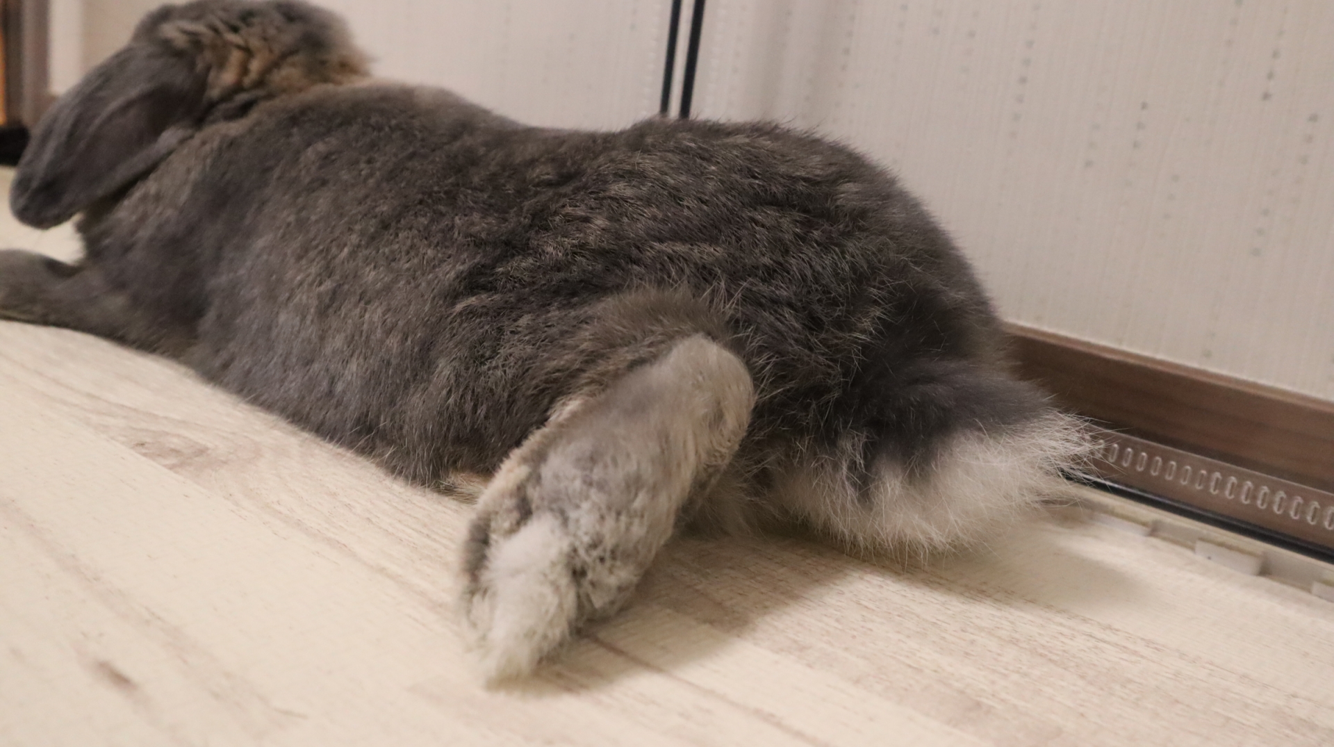 ☆尿やけによるタダレに朗報☆幸齢うさぎ