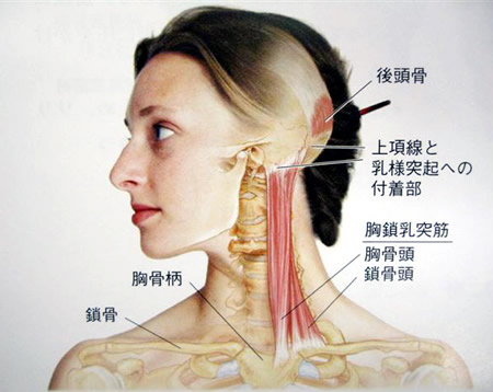 頭痛薬が効かない！とお悩みの方必見！！ - スタッフブログ - イズミ鍼灸整骨院 練馬院西武池袋線 練馬駅北口から徒歩2分 土日も診療