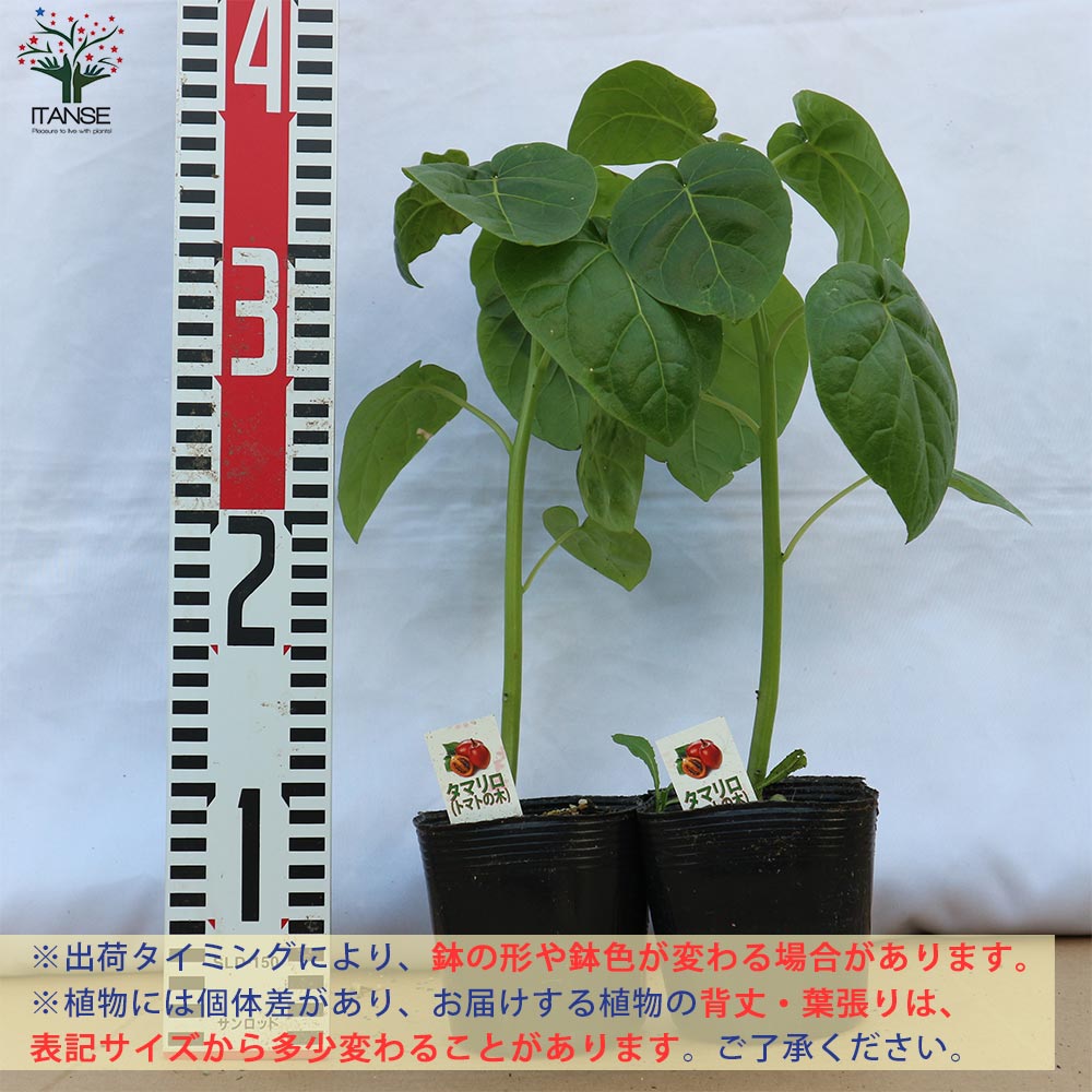 タマリロの栽培と手入れ：成功への完全ガイド