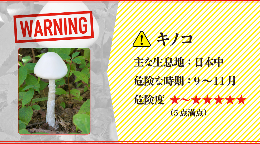 コケの背景に生のサフランミルクキャップマッシュルーム。アカハツタケ属のキノコのクローズアップ。森のきのこ。セレクティブフォーカスの写真素材・画像素材Image 172227644