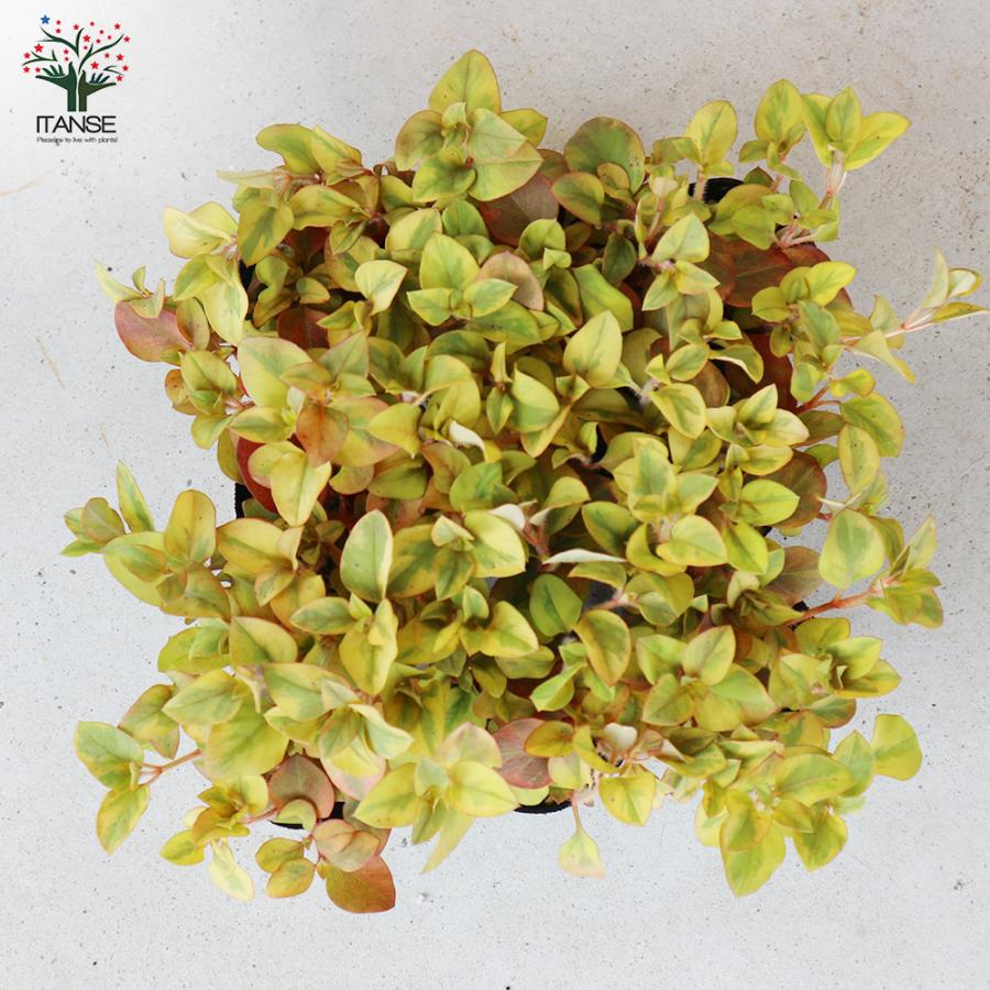 秋色の寄せ植えブログ俣野別邸庭園公式サイト公益財団法人 横浜市緑の協会