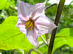 駆除に注意・ワルナスビFree time ! な、空間