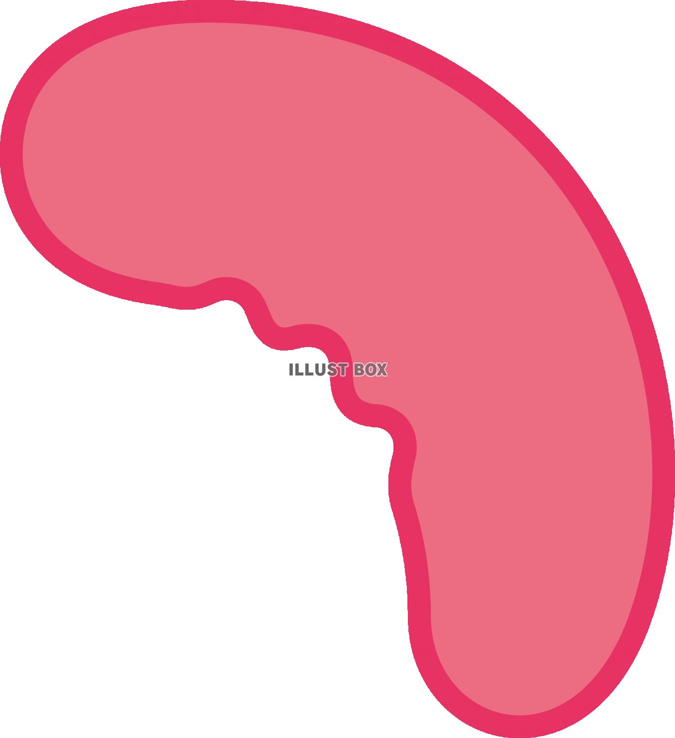 CT画像あり 副脾とは？原因・場所・症状・診断まとめ