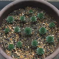 センペルビウムの育て方植え付けや水やりの頻度は？花は咲くの？🍀GreenSnap グリーンスナップ