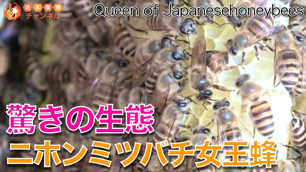 日本蜜蜂の群れ 新女王蜂