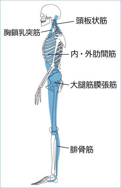 アナトミー・トレイン 第4版初心者向け 筋膜リリース施術にも使える！アナトミートレイン