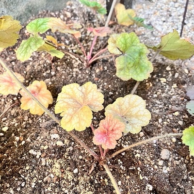 夏に枯れたヒューケラ 猫と園芸
