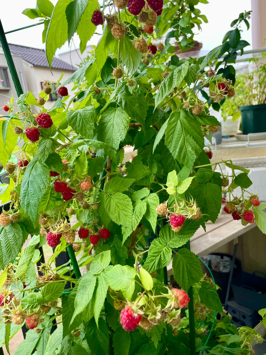 ラズベリーの育て方プランターで鉢植え栽培を始めよう！ – UETE