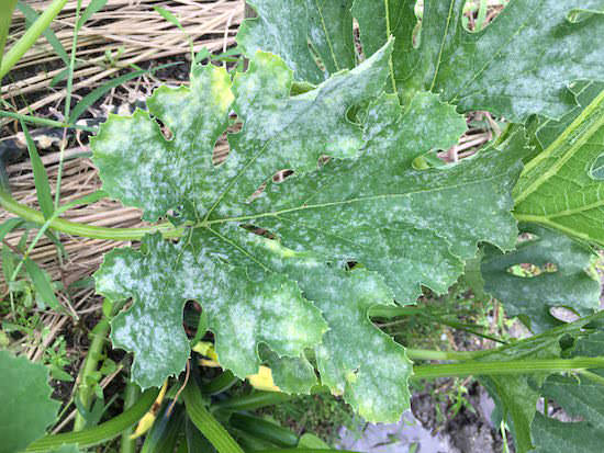 うどんこ病の症状と対策を解説病気と害虫の話みんなの趣味の園芸 NHK出版