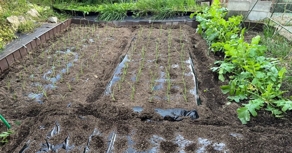 家庭菜園で土作りする順番を初心者向けに徹底解説！効率的なコツも紹介