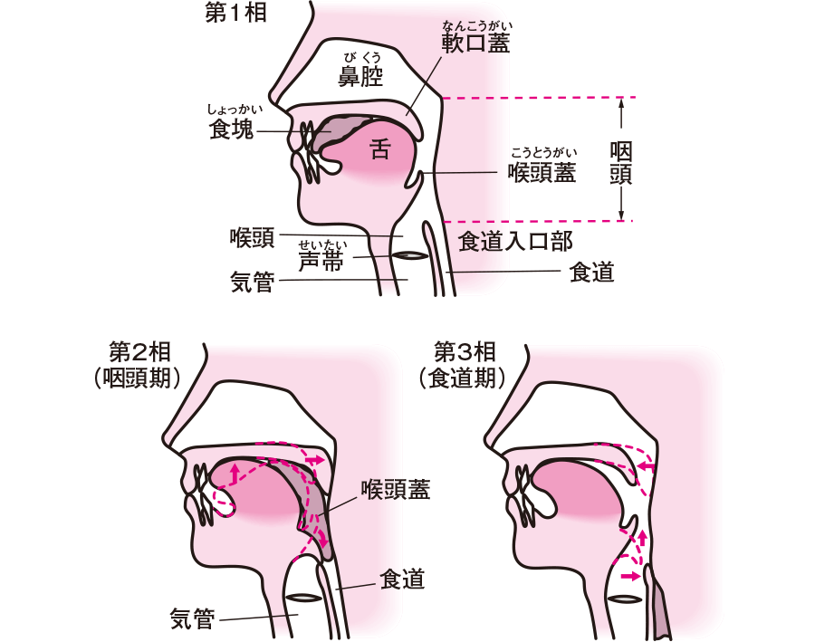 咽頭・喉頭の解剖用語ガストロ用語集 2023 「胃と腸」47巻5号より gastropedia ガストロペディア消化器にかかわる医療関係者のために