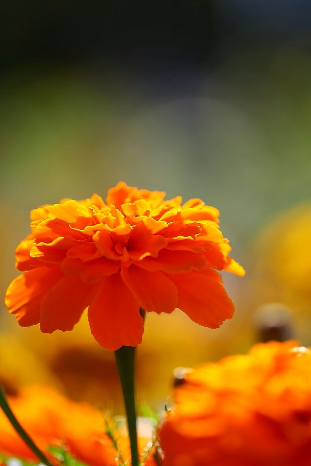 マリーゴールドの効果！土の中の線虫の密度を下げる！オススメの品種は！？糸満フルーツ園 けんちゃん