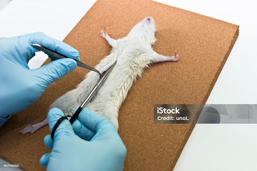 医学部のトレーニングのための卸売ラットの解剖学アイテム-Alibaba.com