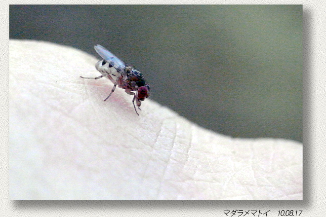 ブヨ ブユ に刺されたらとんでもない症状が発症した！ 対策・対処法アリTSURI HACK 釣りハック