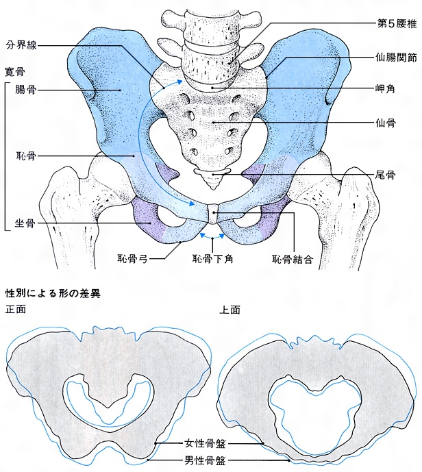 恥骨筋の起始・停止・支配神経 pectineus 暗記用画像付き徹底的解剖学 かずひろ先生 解剖学