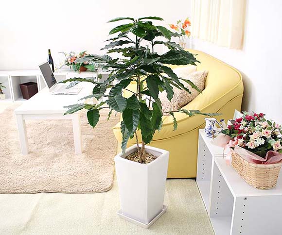 コーヒーの木Coffea arabica – LIFFT