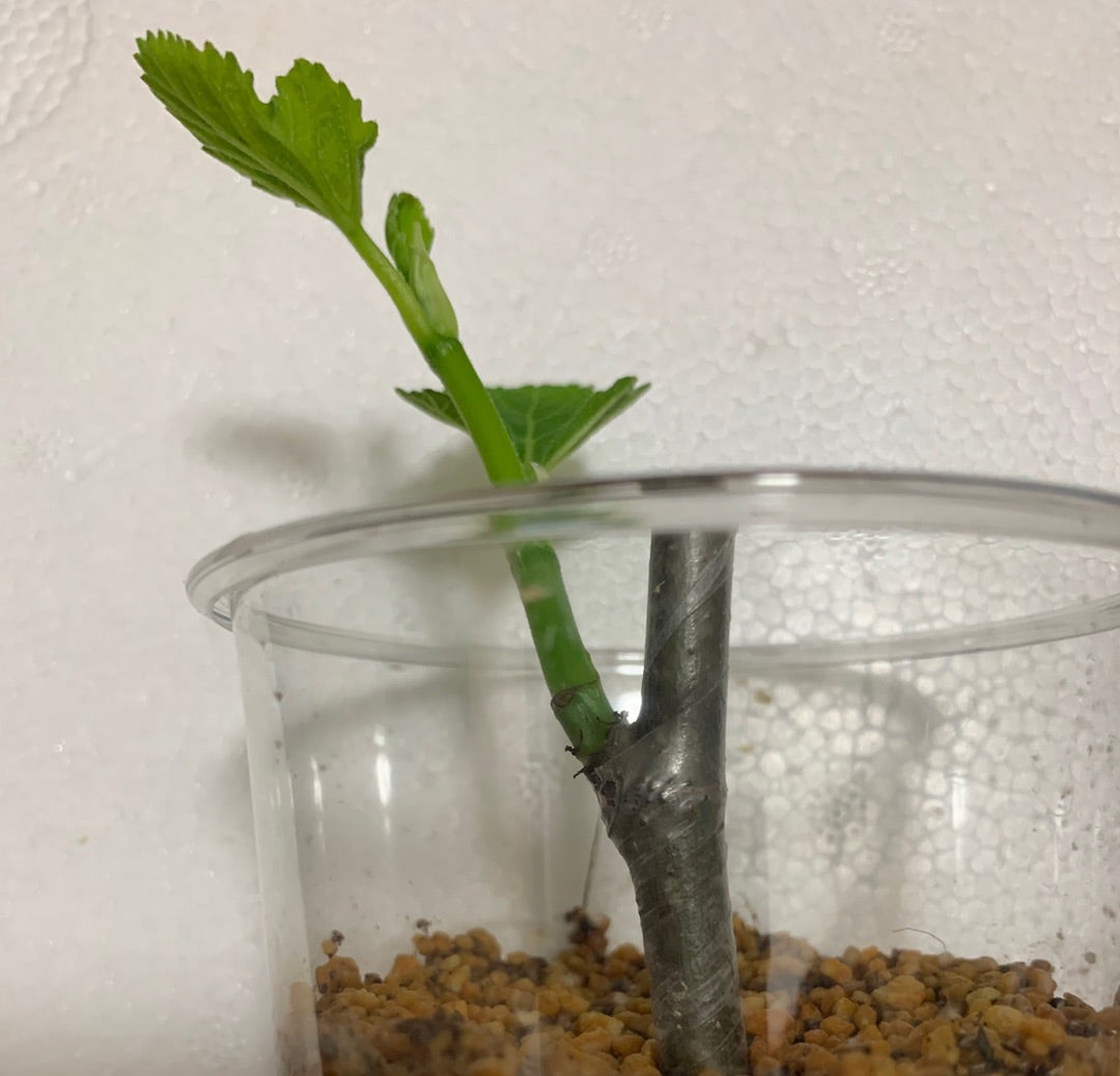 いつ植え替え？挿し木したイチジクの鉢上げ！穂木の太さで発根量の違いがありました。全て培養土へ植え替えました。あつおの植物記録