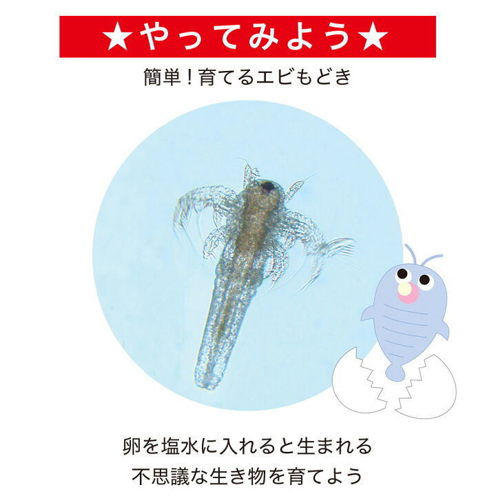 小5 夏休みの自由研究 ～スケルトン卵～ - 好きに暮らす