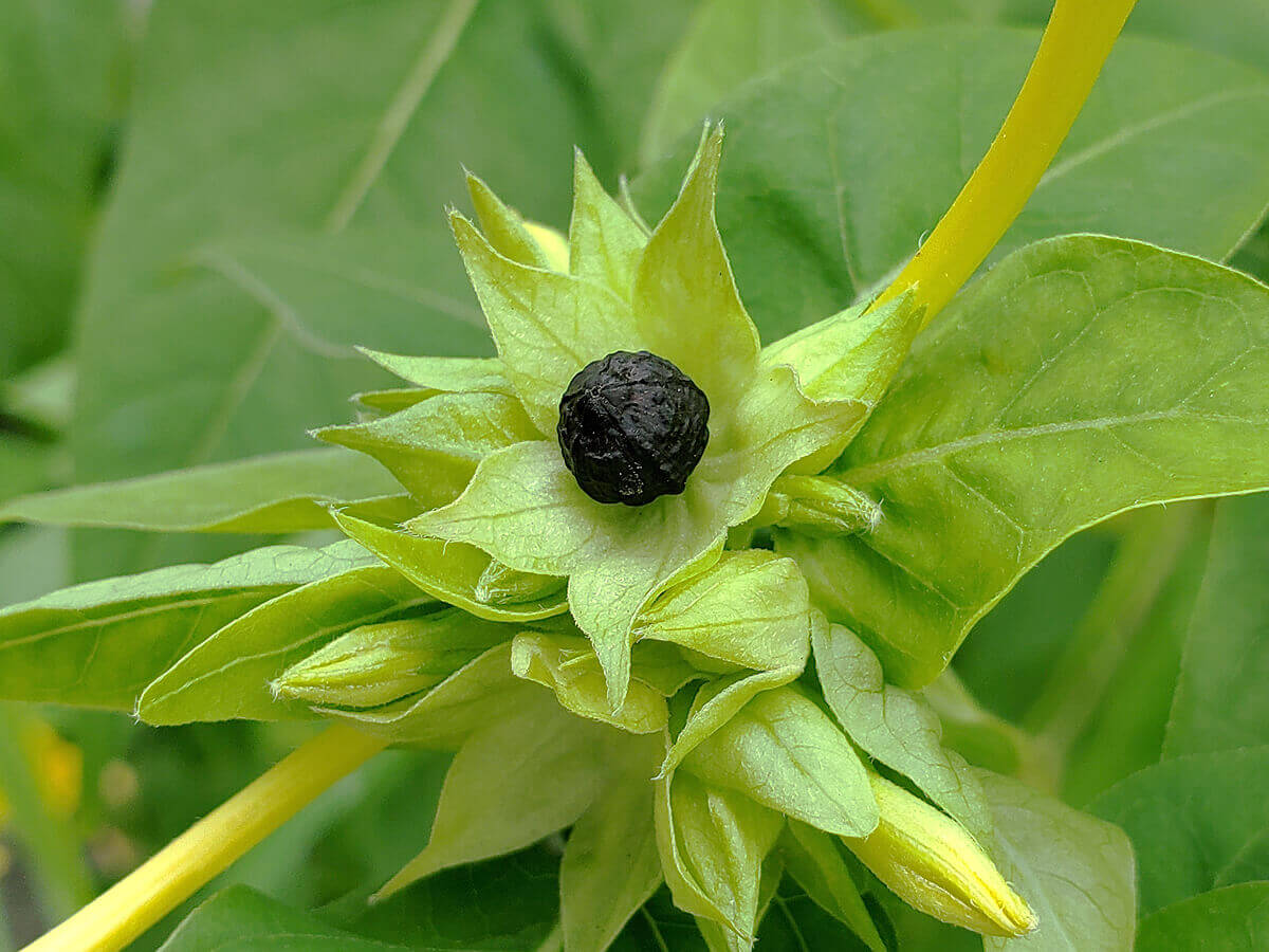 オシロイバナの育て方！種まきの仕方から開花までの管理のコツを解説！ 2ページ目BOTANICA