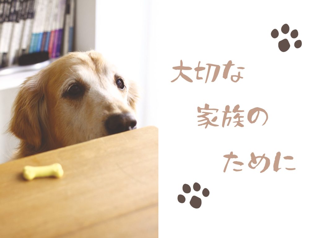 犬が使う食器は洗うべき？どのくらいの頻度で洗えばいい？わんちゃんホンポ