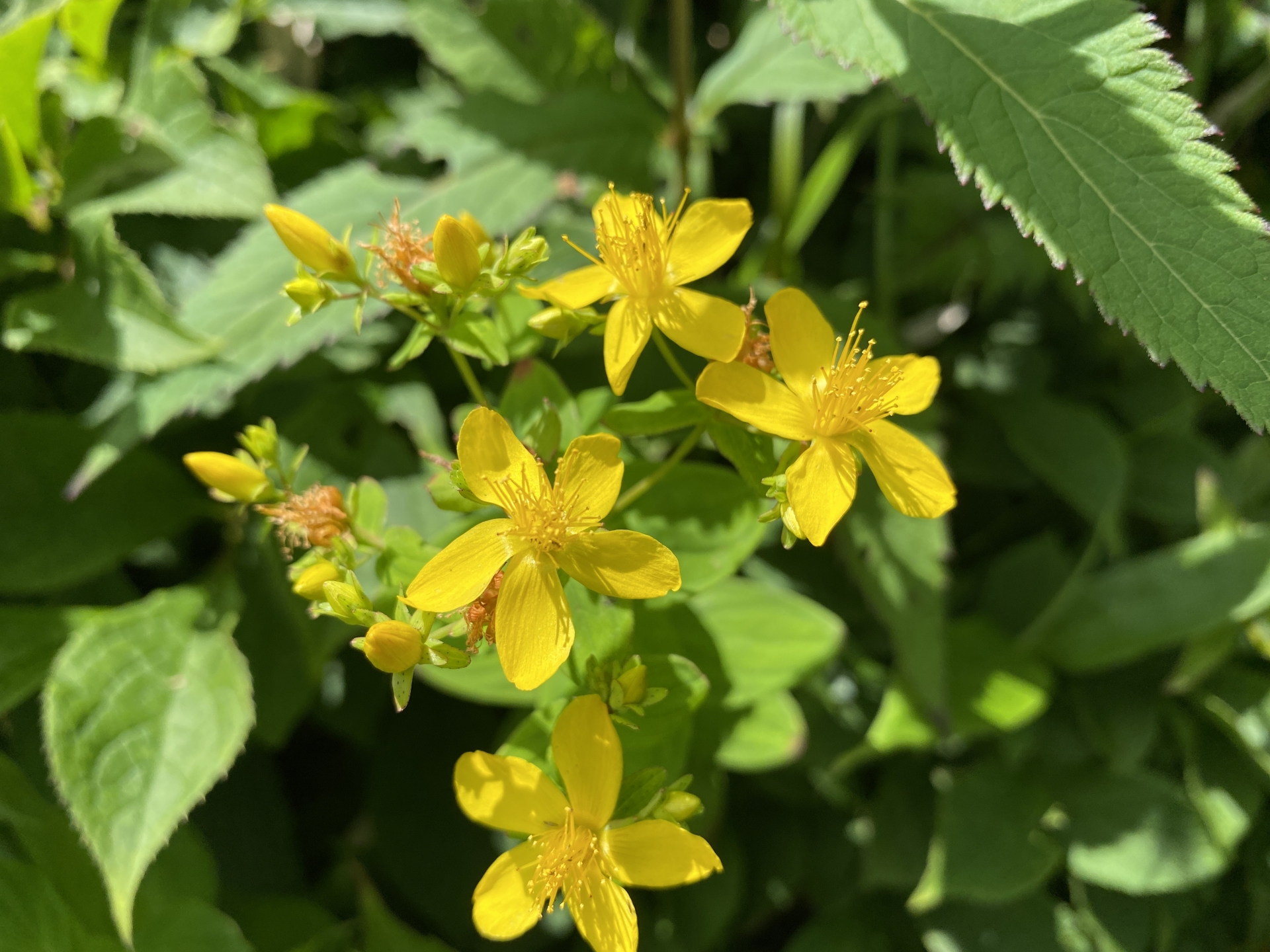 日本の在来のオトギリソウと西洋のオトギリソウは一緒なのでしょうか？ 𝕳𝖎𝖑𝖉𝖊𝖌𝖆𝖗𝖙𝖊𝖓𝕹𝖔𝖙𝖊𓍯中世の修道院の薬草園を身近に作る,感じる𓍯ヒルデガルテン- 聖ヒルデガルトの薬草園