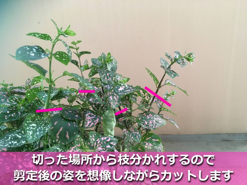 ヒポエステスの剪定後、なんとお花が開花!!金澤屋珈琲店本店ブログ