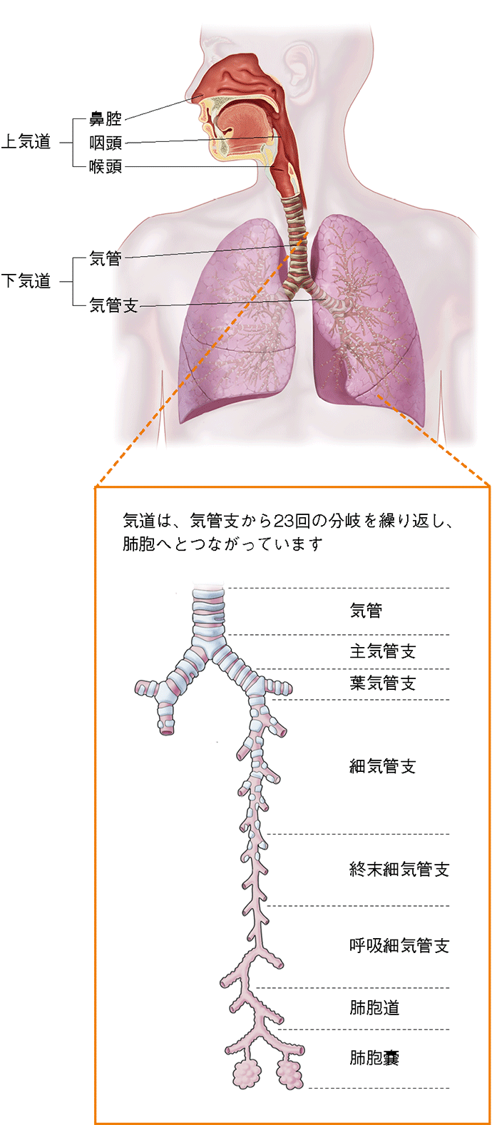 下気道の解剖からだずかん