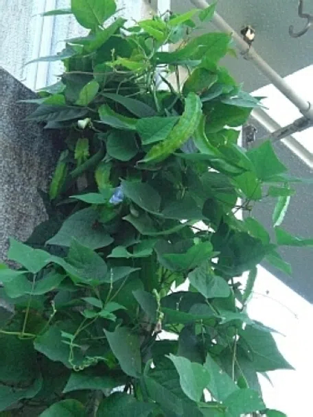 四角豆 うりずん豆 の栽培 - らいちゃんの家庭菜園日記