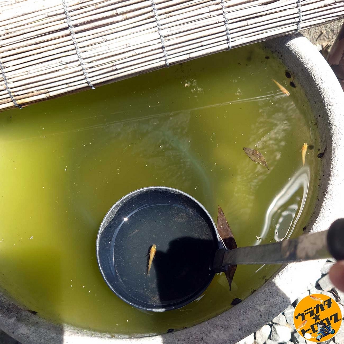 秋の夜間観察、そして水カビ病の完治 : Tokuzeのメダカ飼育日記 屋外でメダカを飼おう！