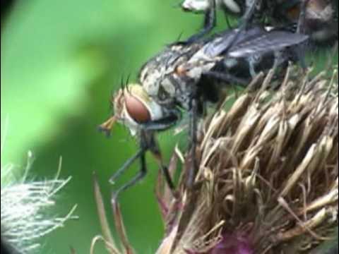 無料写真蠅の顔のアップパブリックドメインQ：著作権フリー画像素材集