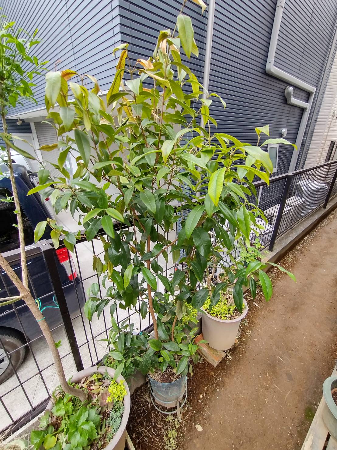 レモンマートルの育て方とお茶の楽しみ オージーガーデニングのすすめGardenStoryガーデンストーリー