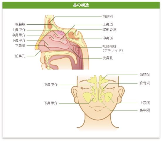嗅覚障害はコロナ以外でも におい感じにくい副鼻腔炎 - 日本経済新聞