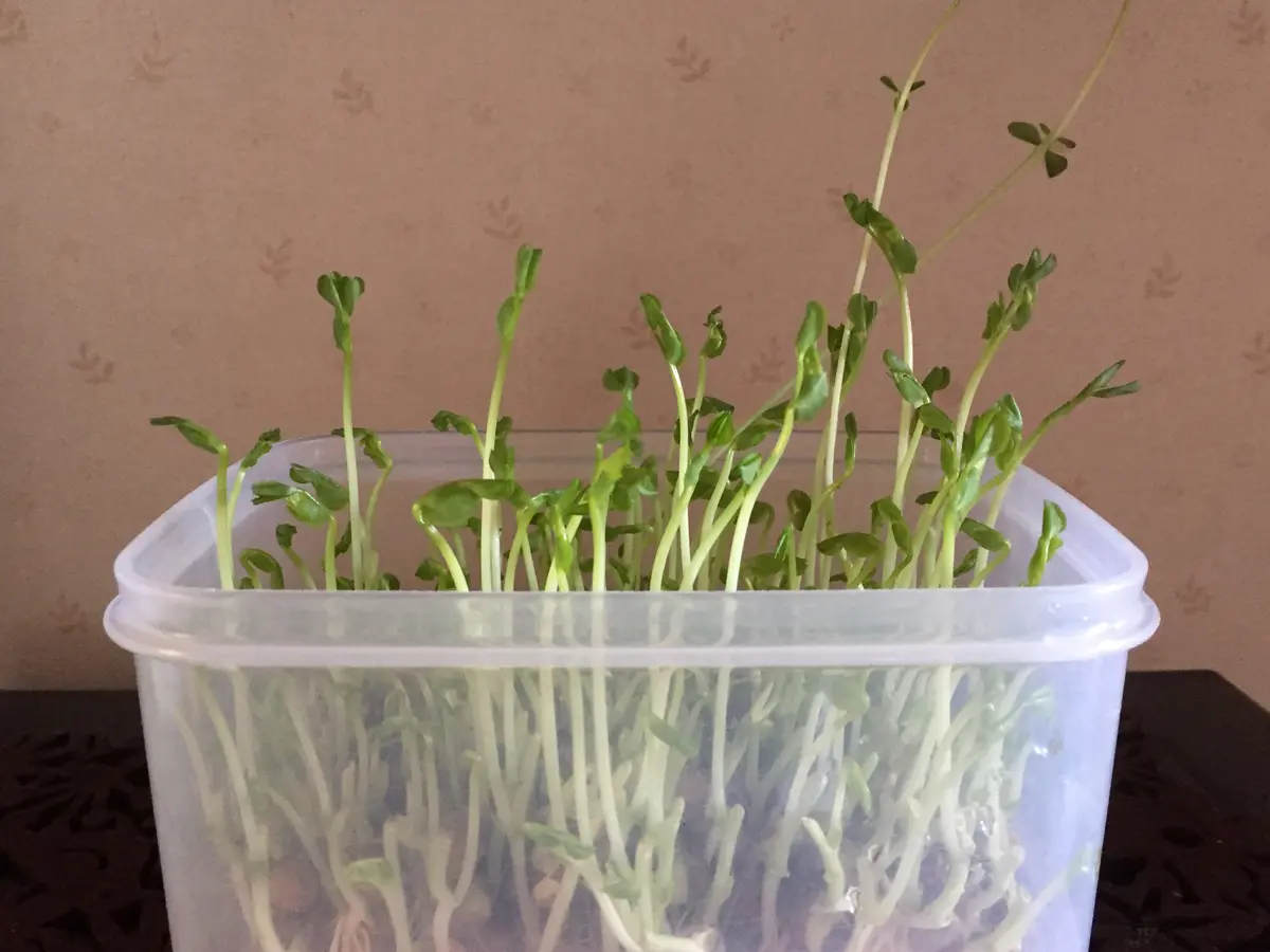 豆苗の根元を再利用！豆苗の栽培記録男の台所