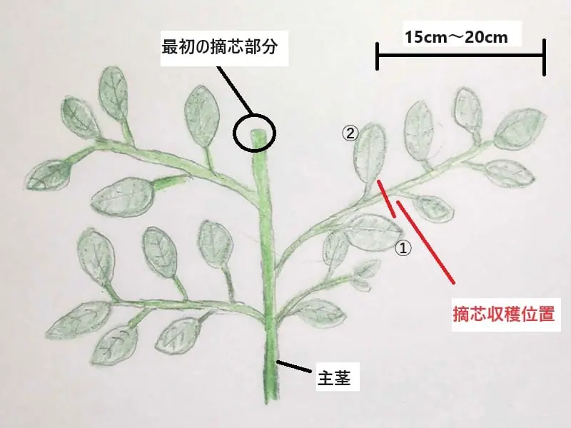 農家が教えるモロヘイヤの栽培方法。初心者でも安心！収穫のコツや育て方のポイントを徹底解説マイナビ農業