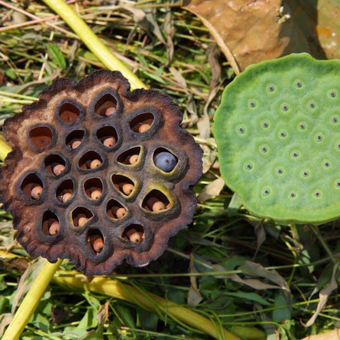 侍オニヘイ on X: 