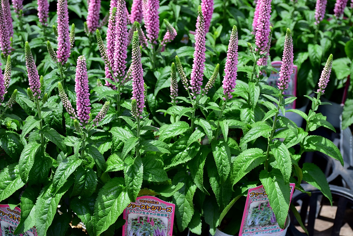 枯れないバラと生花のメッセージブーケ Lピンクnoemie ノエミ