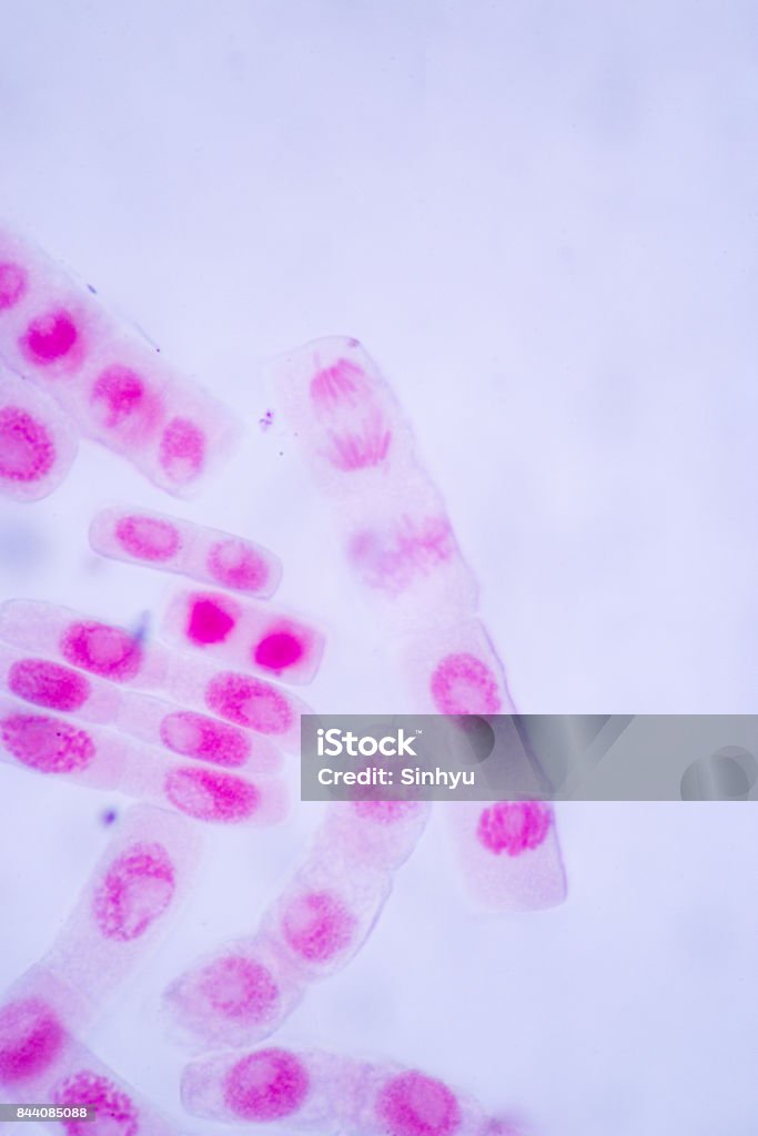 有糸分裂」の8887点のロイヤリティフリー画像、写真素材、絵Shutterstock