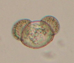 新入荷！松花粉 赤松花粉原料そのまま 松の花粉 販売100g 松の葉