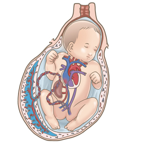 卵子と精子の水彩イラスト 他バリエーションありますのイラスト素材81899809- PIXTA