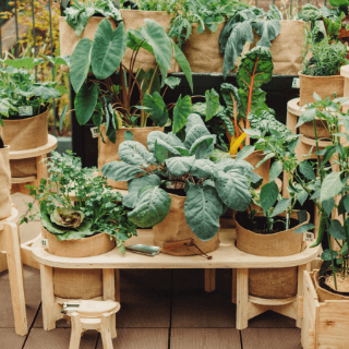 キンカン類の育て方・栽培方法植物図鑑みんなの趣味の園芸 NHK出版